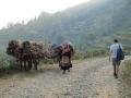 Bac Ha7