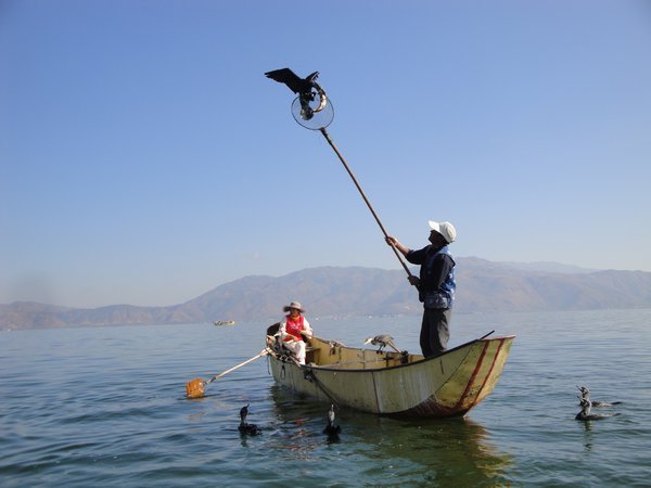 Erhai Lake - bird fishing2