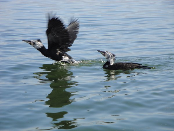 Erhai Lake- bird fishing1