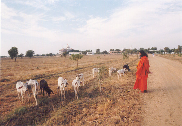 Swamiji with the Cows