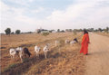 Swamiji with the Cows