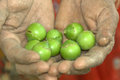 Gunda Fruit