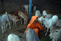 Cow Whisperer Swami