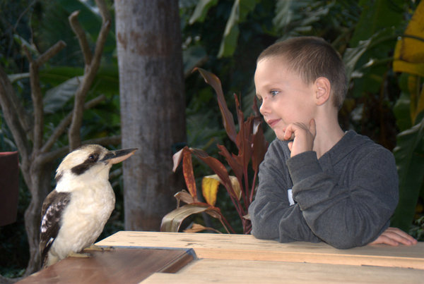 Kooky the Kookaburra visits for breakfast