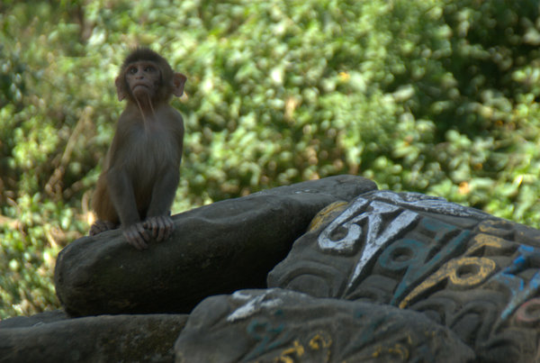 Monkey Rock Mantra