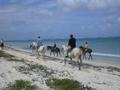 Horses at conch point