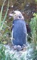 see the yellow eyed molting penguin at Curio Bay