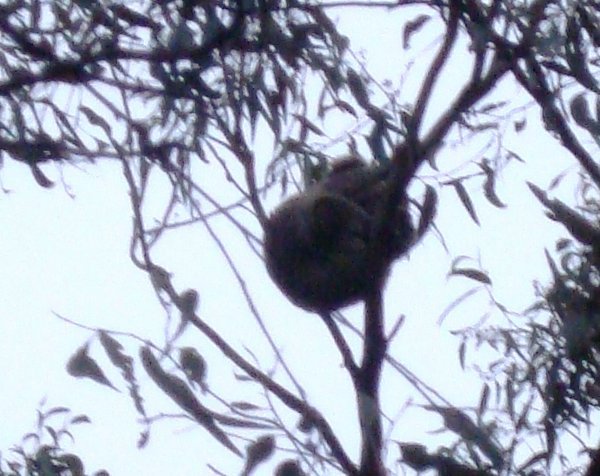 Terry's Koala at B & V's home