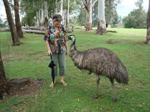 My favorite emu