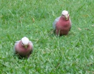 V's pink birds