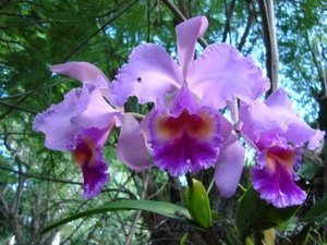 better orchids