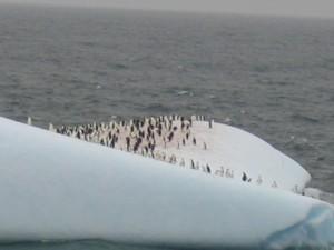 penguins on iceberg and more