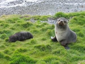 fur seal mom defending pup