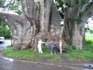 baoba tree at Mayote