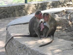 Monkeys at Caves 