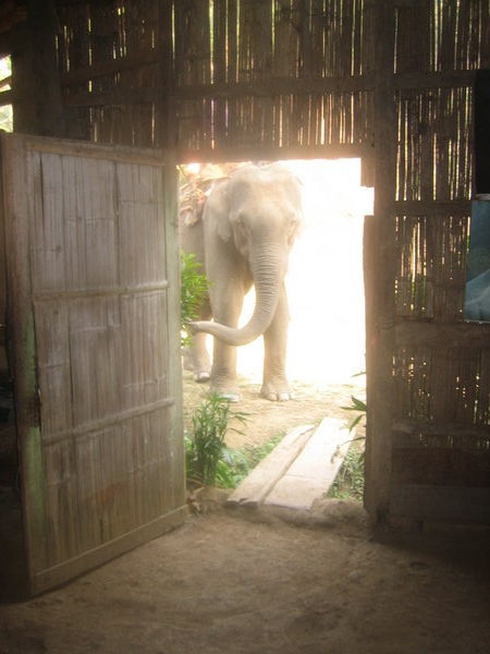 Elephant looking in our door