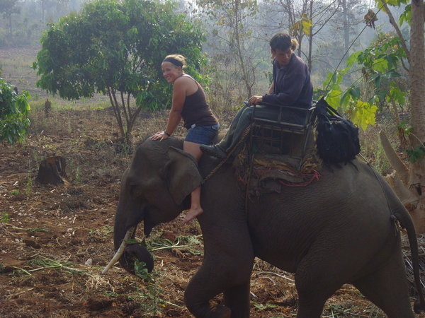 On the elephants head