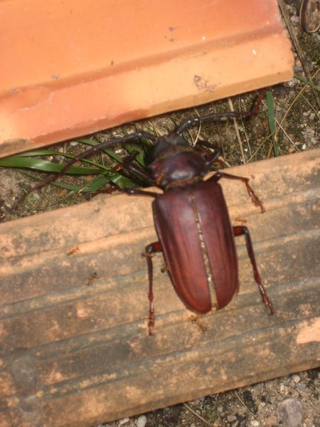 Giant bug!
