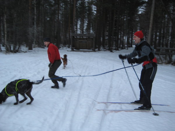 Chris skiing with dogs
