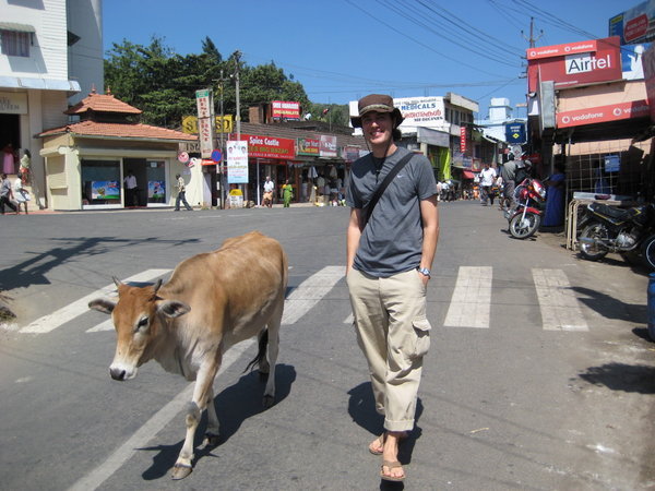 Taking a walk with a sacred cow in Kumily