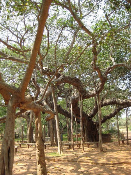 Banyan tree in auroville