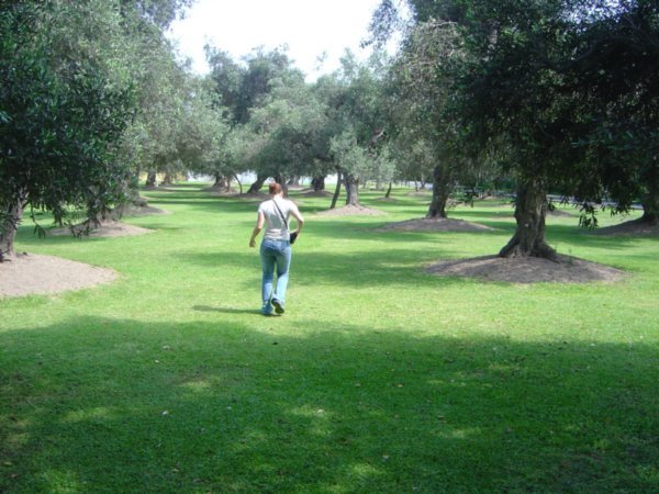 El Olivero (olive grove)