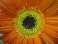 sun in a flower