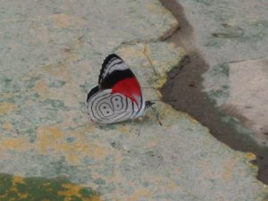 mariposas session