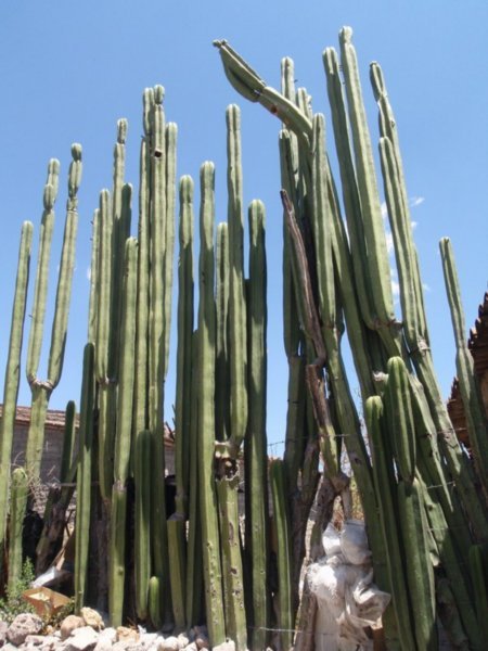 Biiig Cactus