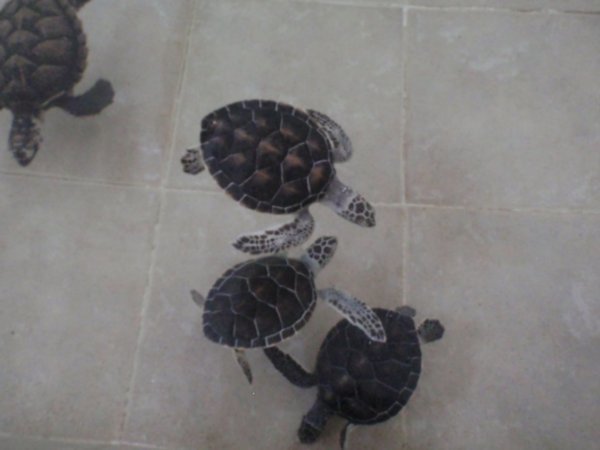 baby turtles