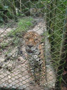 Pedro the rescued jaguar