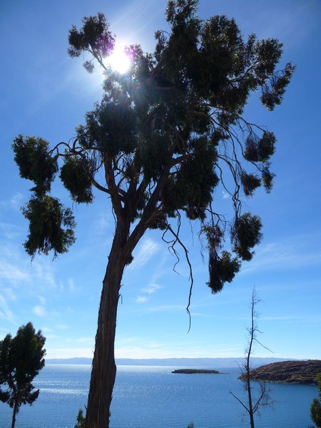 gigantic tree on Isla del Sol