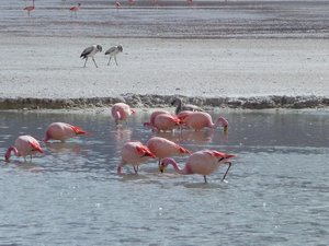 Flamingo family