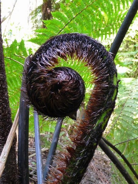 the famous plant of new-zealand