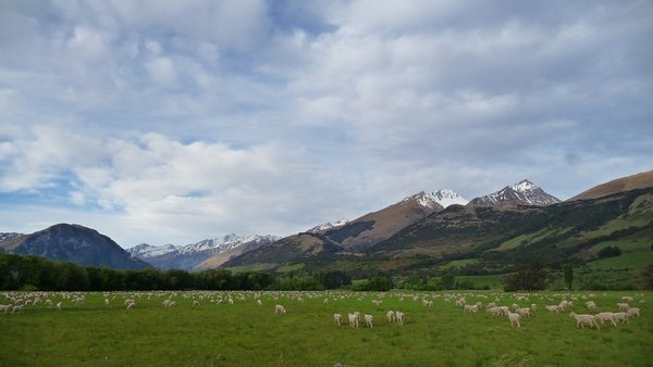 4 millions humans in New-Zealand...and 18 millions of sheeps