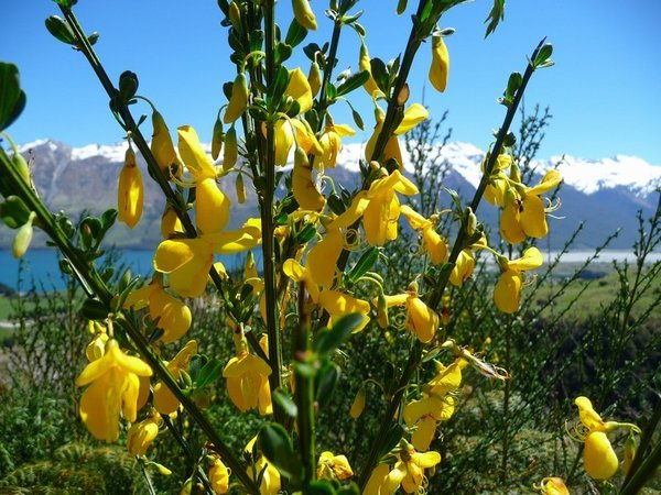 flower against montains