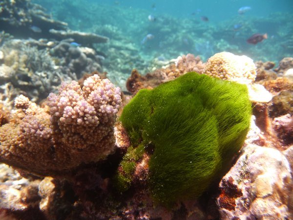 sea grass with some coral