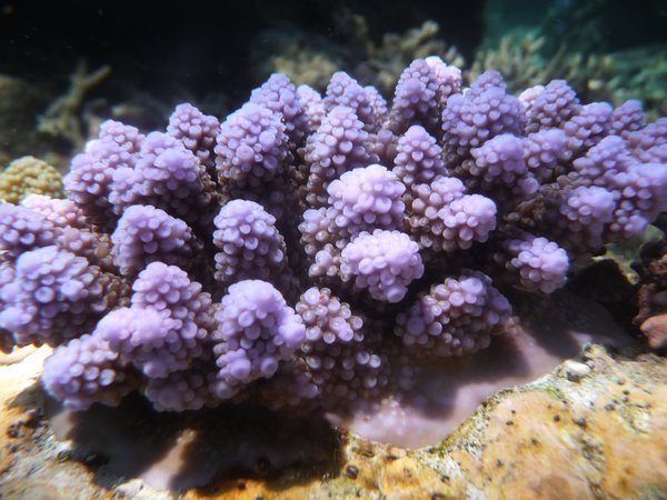 close up with some coral