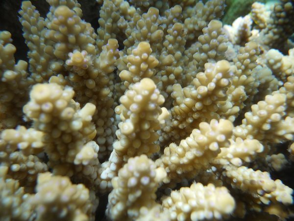 Awesome macro Coral