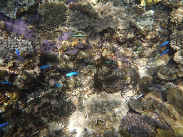 Nice fish and coral in beautiful clear water