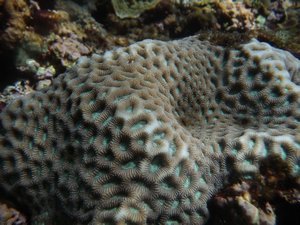 more Coral