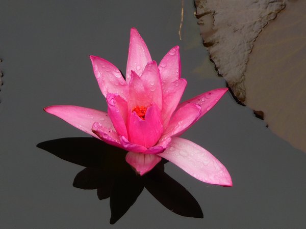 Perfect Lotus flower