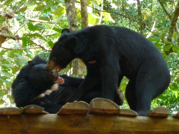 Cute bears playing