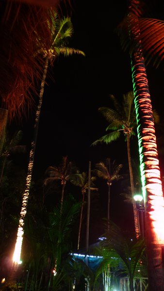 Palm tree view in the night