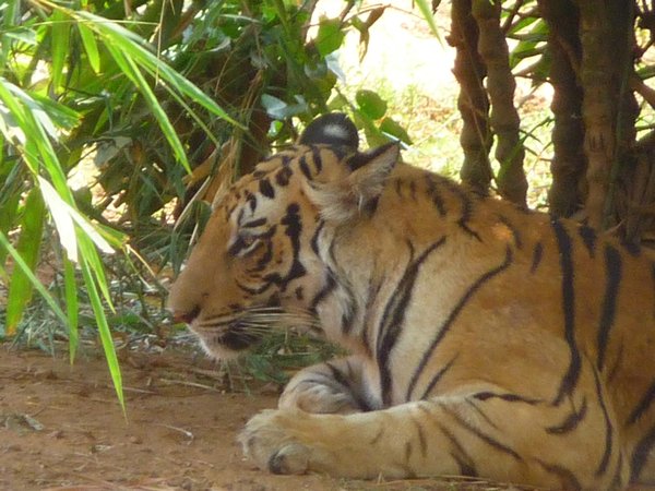 tiger at Bhudaneswar zoo
