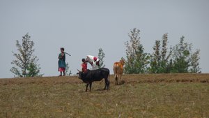 Tribal people and their cattles