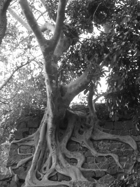 Tree taking over the temple wall