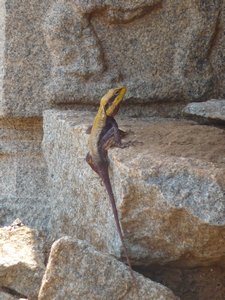 Lezard hunting in the temples