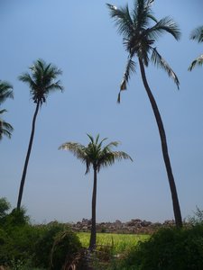 Palm tree-yo