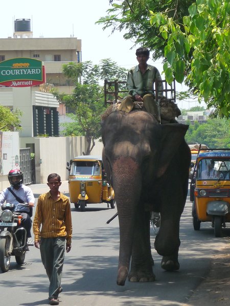 elephant in the city